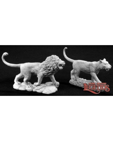Male & Female Lion