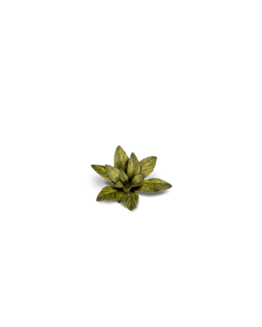 Laser Plants - Dumb Cane